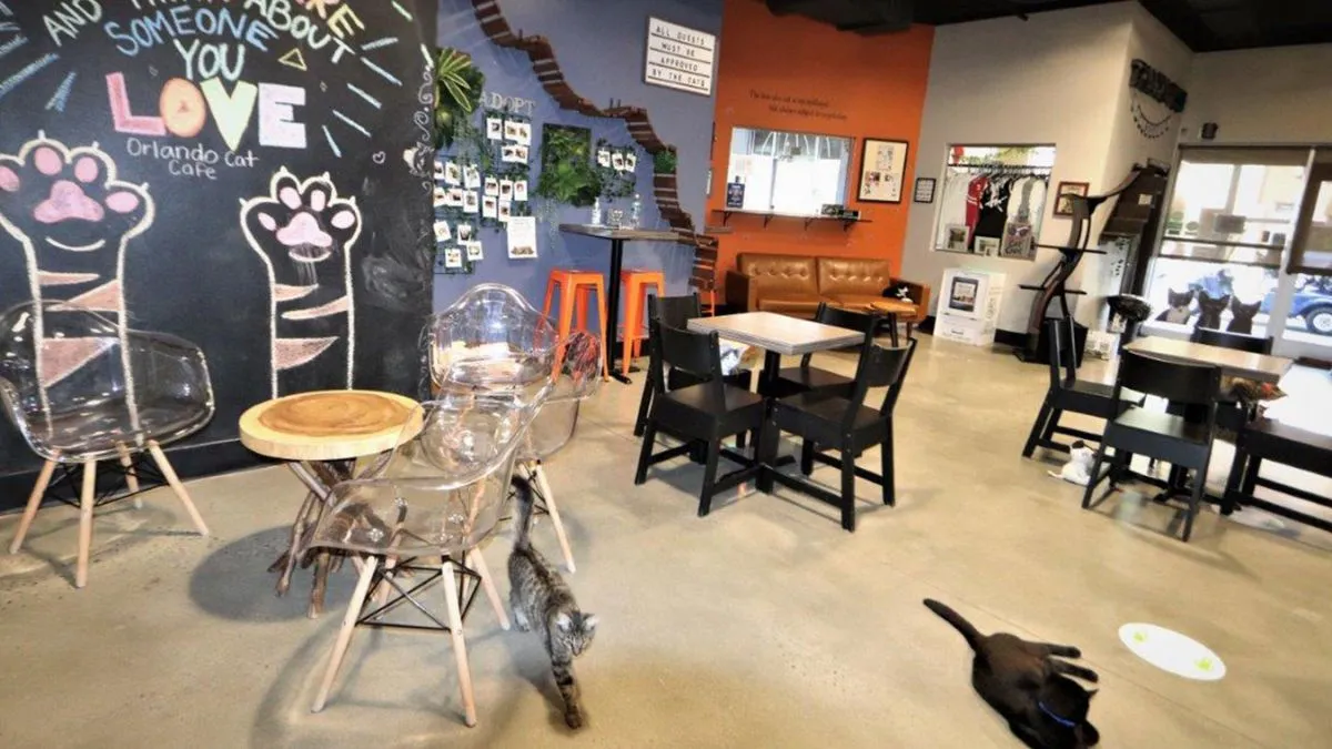 Orlando Cat Cafe Sets Its Sights on Franchise Expansion
