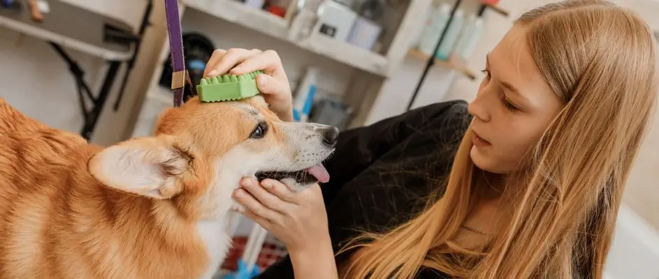 Pet Franchise Opportunities Worth Watching in 2025