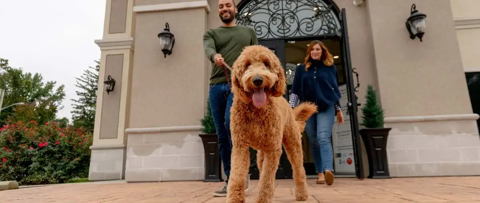 Top Pet Franchise Brands in the USA for Investors (2026)