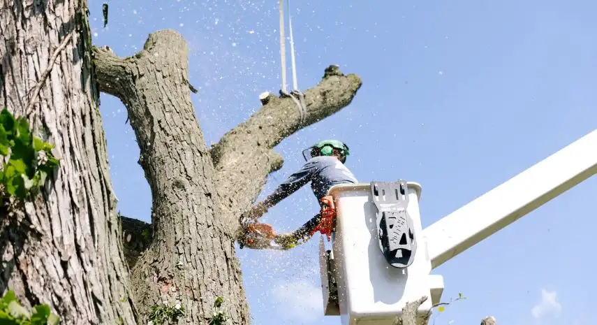 Action Tree Service USA Franchise Opportunity