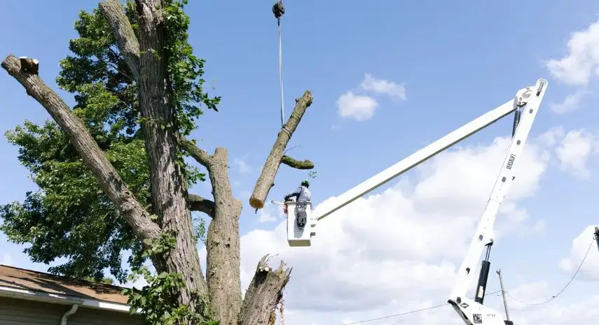 Action Tree Service USA Franchise Opportunity image 3