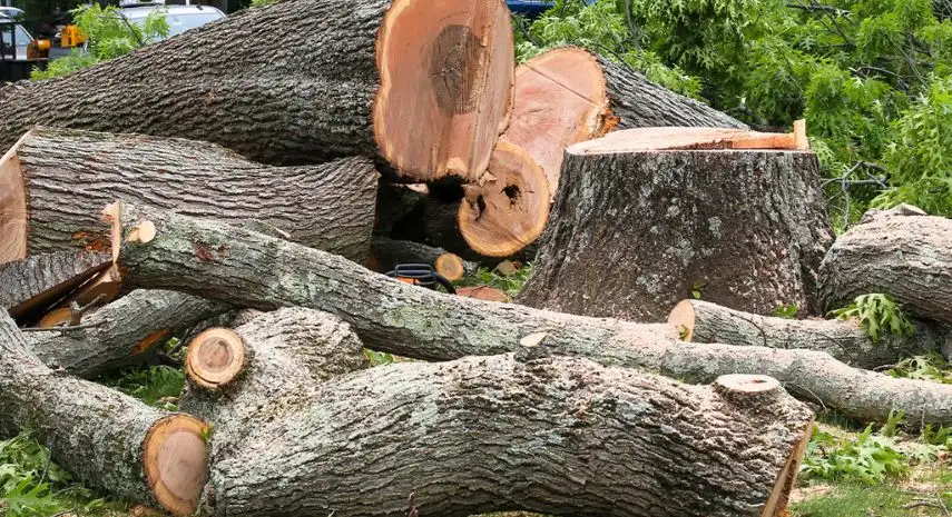 Action Tree Service USA Franchise Opportunity image 4