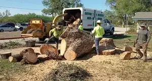 Action Tree Service Franchise Cost, Fees & Opportunity