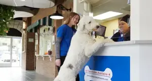 All American Pet Resorts Franchise Cost, Fees & Opportunity