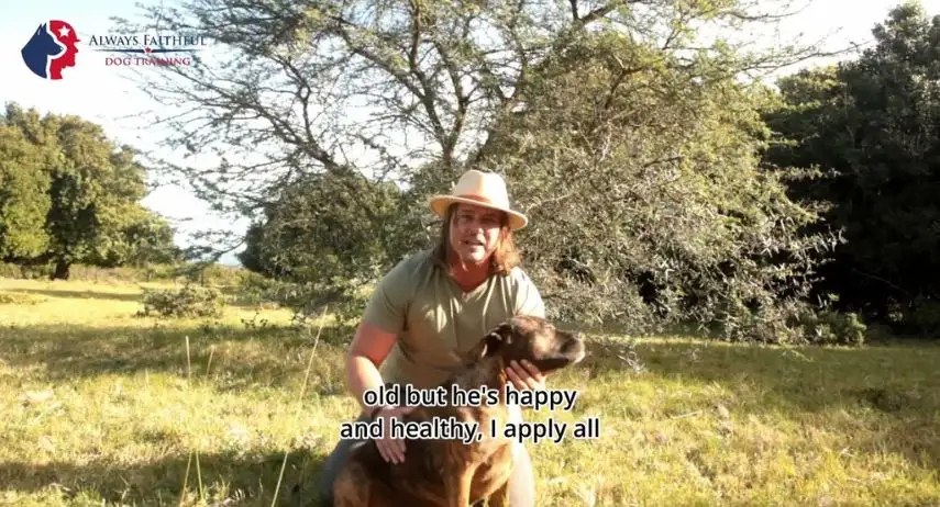 Always Faithful Dog Training Franchise Opportunity