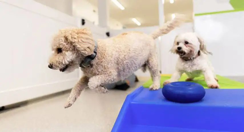 Always Faithful Dog Training Franchise Opportunity image 3