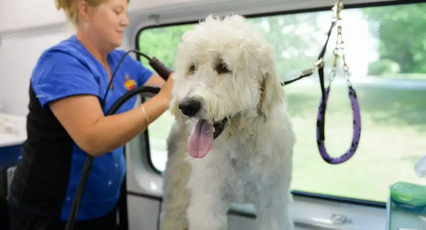 Aussie Pet Mobile Franchise Opportunity image 3