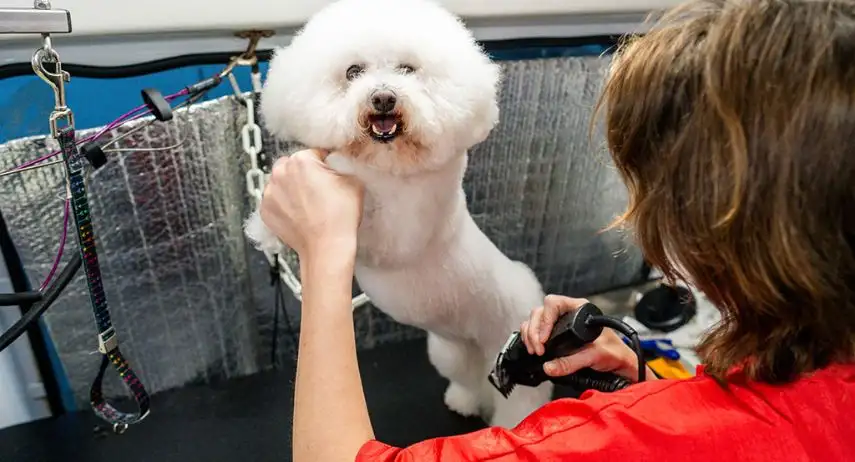 Aussie Pet Mobile Franchise Opportunity image 4