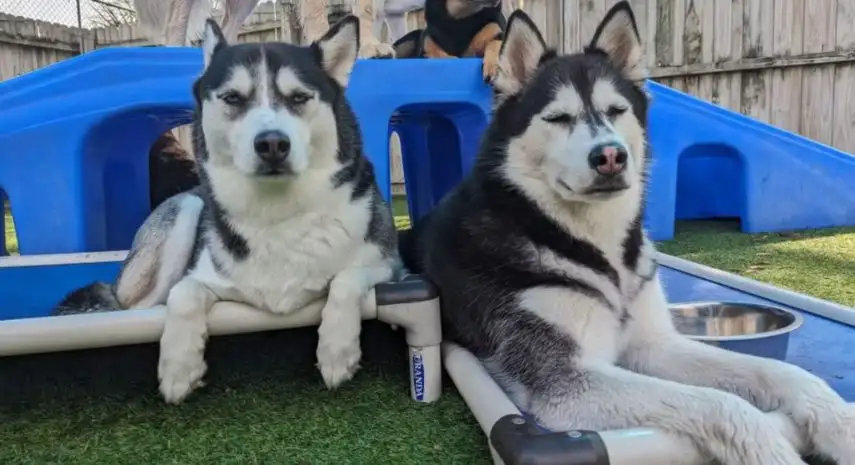 Bark Life USA Franchise For Sale