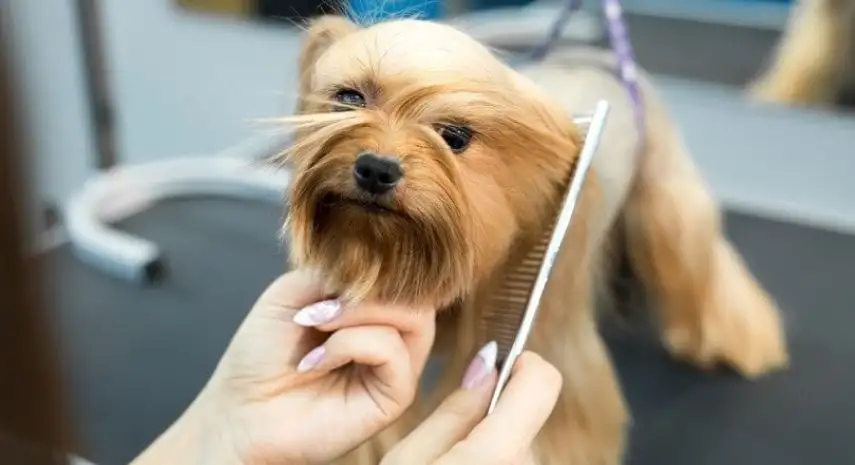 BARK ‘N BUBBLES USA Franchise Opportunity