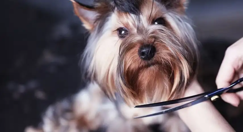 BARK ‘N BUBBLES USA Franchise Opportunity