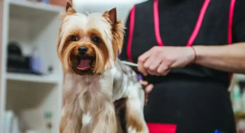 BARK ‘N BUBBLES USA Franchise Opportunity