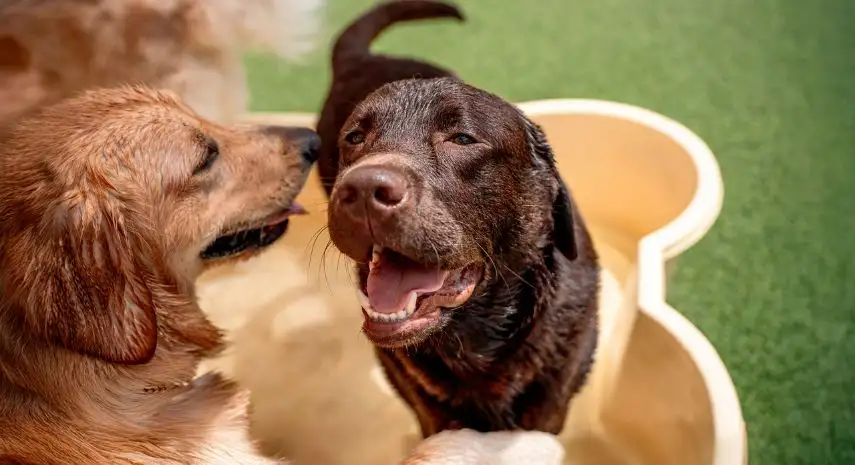 Barkefellers USA Franchise Opportunity