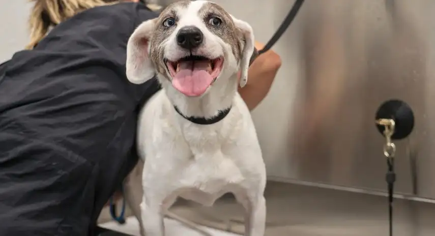 “BarkSuds™ USA Franchise Opportunity