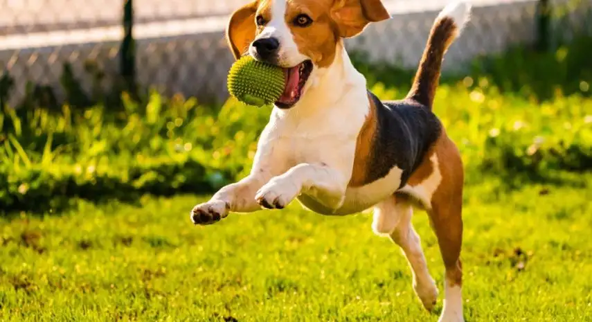 “BarkSuds™ USA Franchise Opportunity image 2