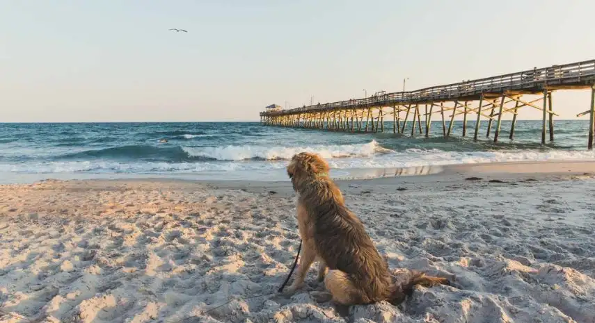 Beach For Dogs Franchise – Premier Pet Care Services in the USA