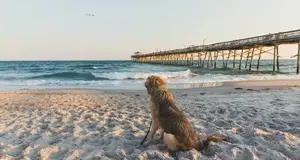 Beach For Dogs Franchise – Premier Pet Care Services in the USA
