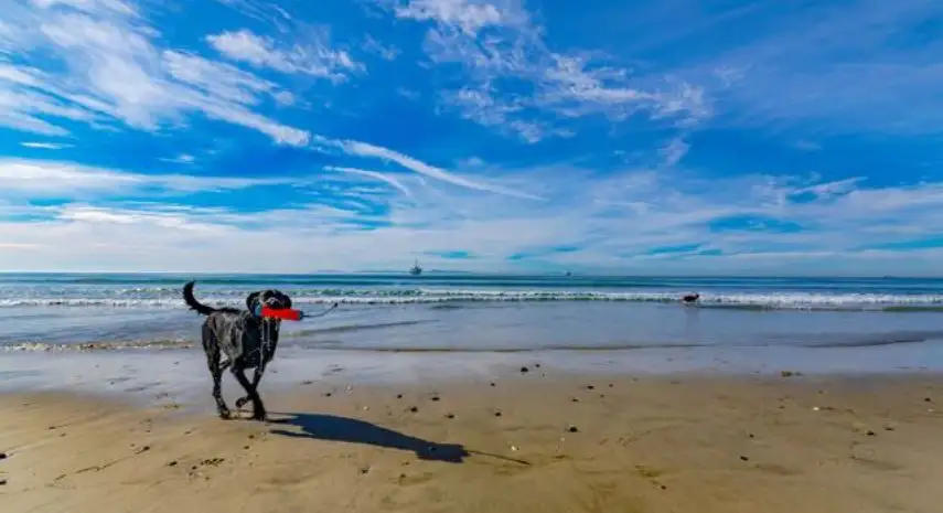 Beach For Dogs Franchise – Premier Pet Care Services in the USA image 2