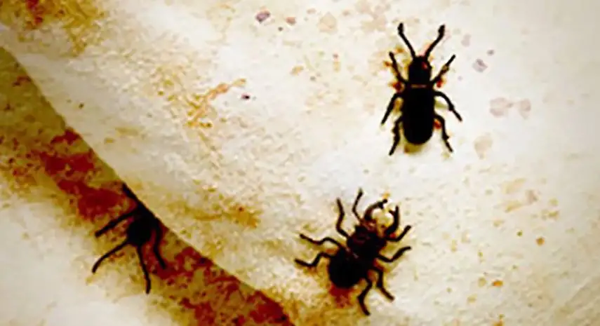 BedBug Chasers USA Franchise For Sale image 2