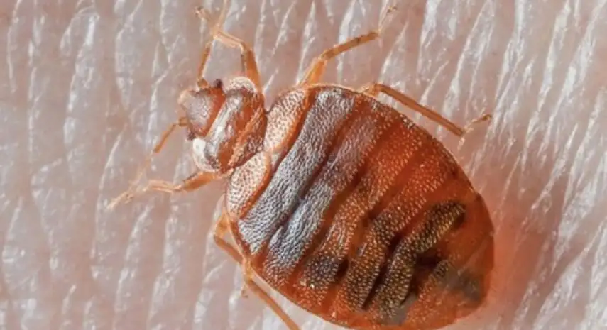 BedBug Chasers USA Franchise For Sale image 4