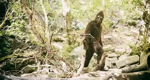 Bigfoot Forestry Franchise Cost, Fees & Opportunity