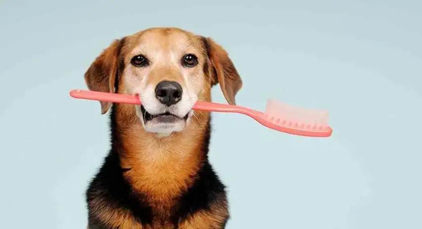 Bright N' Shine Pet Dental USA Franchise For Sale image 3