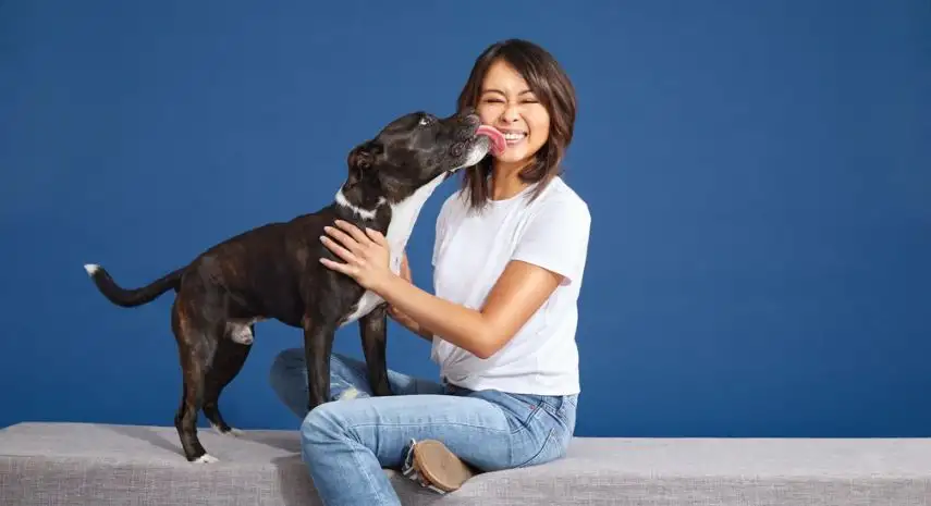 Bright N' Shine Pet Dental USA