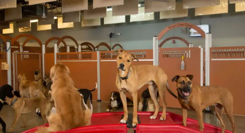 Camp Bow Wow Franchise For Sale – Cost & Investment
