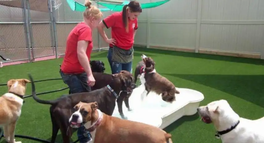 Camp Bow Wow Franchise For Sale – Cost & Investment