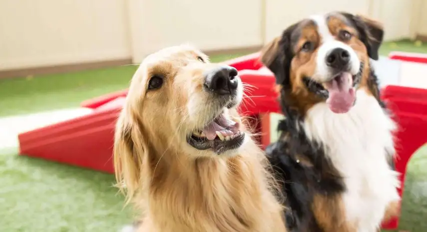 Camp Bow Wow Franchise For Sale – Cost & Investment
