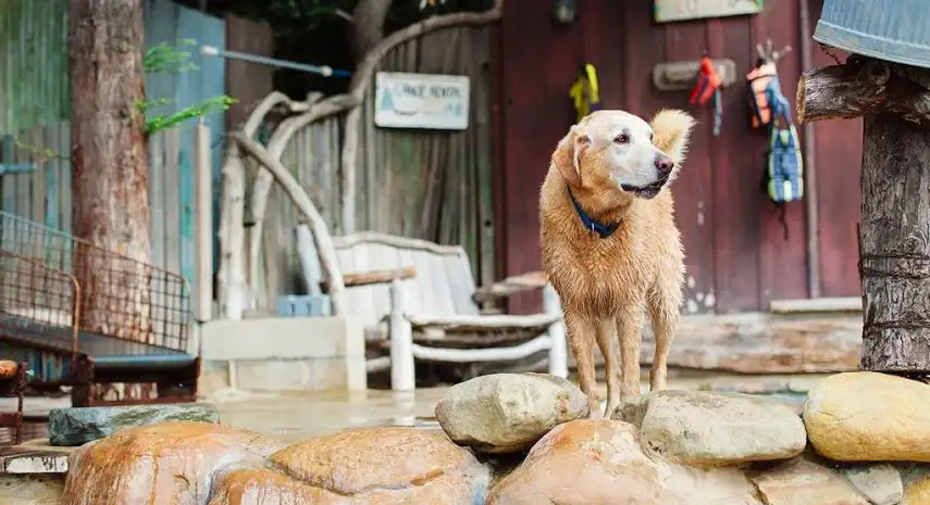 Camp Canine USA Franchise For Sale