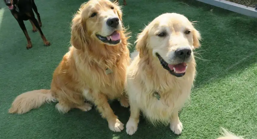 Camp Canine USA Franchise For Sale