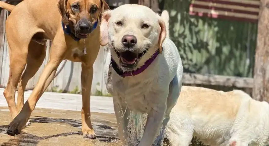 Camp Canine USA Franchise For Sale