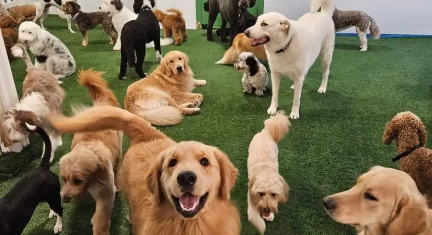 Camp Canine USA Franchise For Sale
