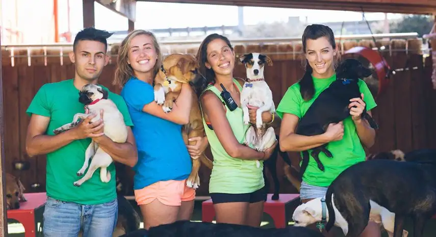 Camp Run-A-Mutt Franchise Cost, Fees & Opportunity