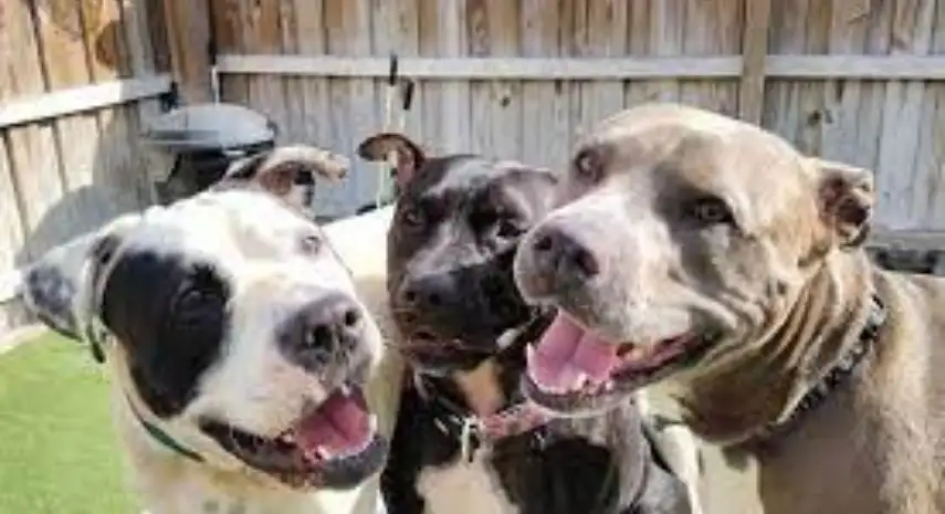 Camp Run-A-Mutt Franchise Cost, Fees & Opportunity
