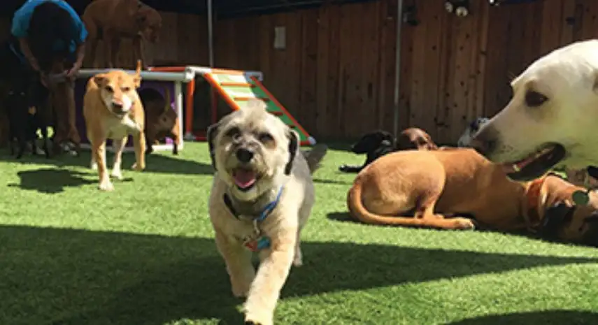 Camp Run-A-Mutt Franchise Cost, Fees & Opportunity