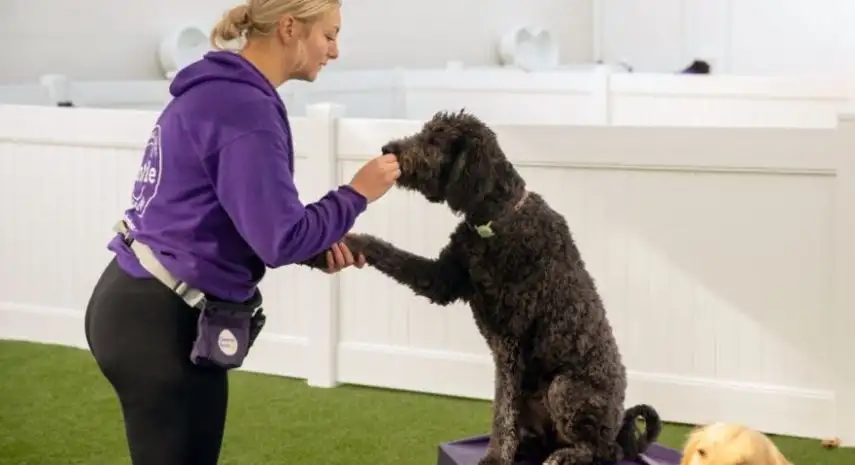 Central Bark Doggy Day Care USA Franchise For Sale image 3