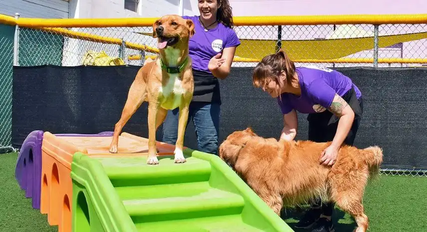 Central Bark Doggy Day Care USA Franchise For Sale image 4