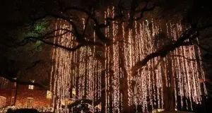 Certified Christmas Lights USA