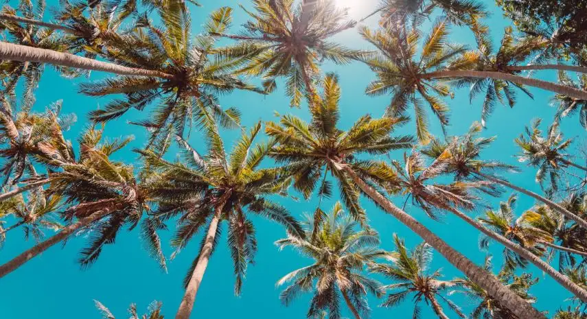 Coconut Stock Franchise Opportunities in USA