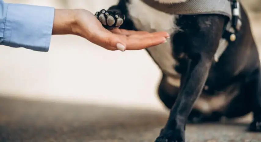 DapperTails Mobile Pet Grooming USA