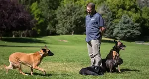 Dog Training Elite USA