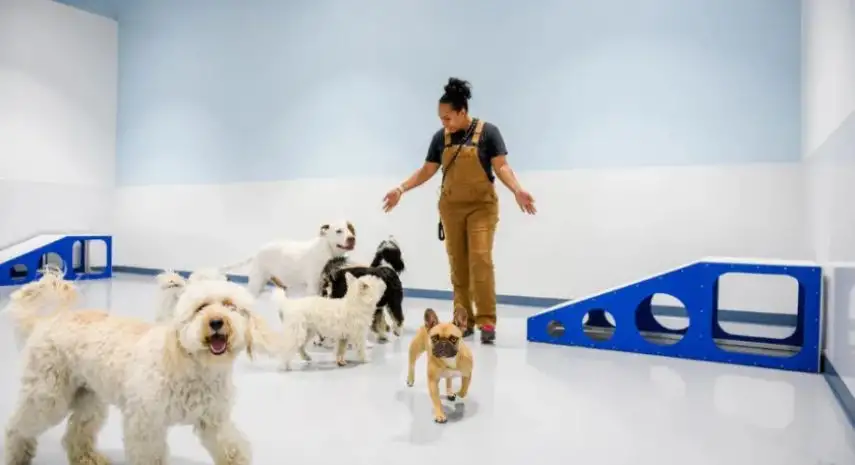 Dogdrop USA Franchise Opportunity