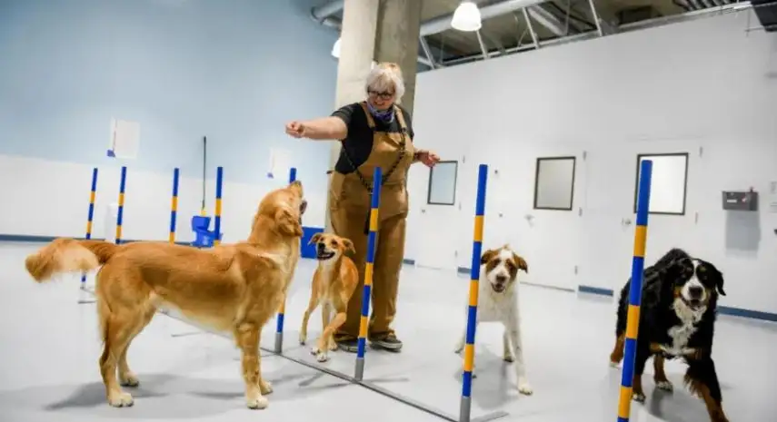 Dogdrop USA Franchise Opportunity