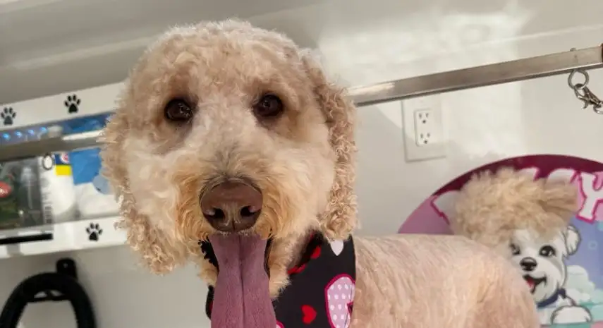 Doggy Dreams Groommobile  in the USA