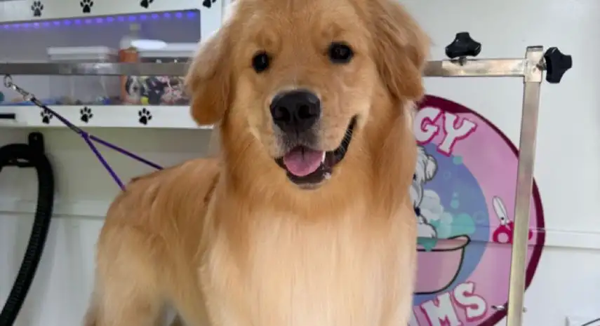 Doggy Dreams Groommobile  in the USA