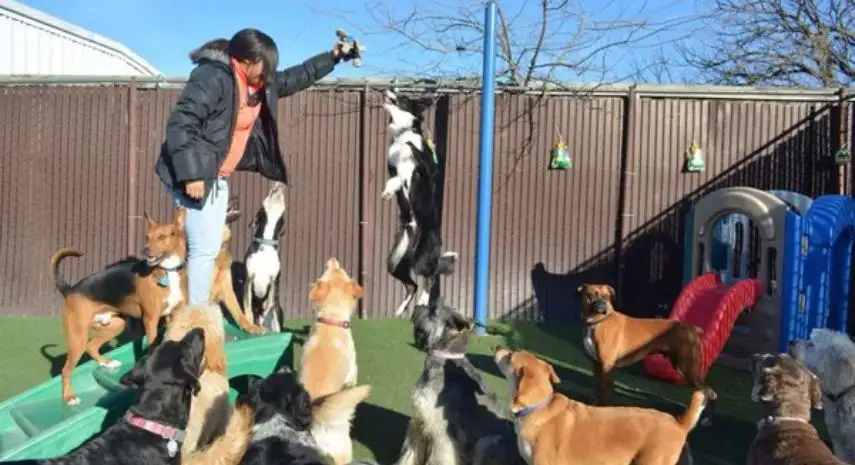 Dogs Rule Resort USA