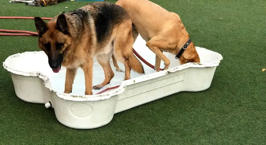 Dogs Rule Resort USA Franchise For Sale image 2