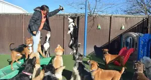 Dogs Rule Resort USA